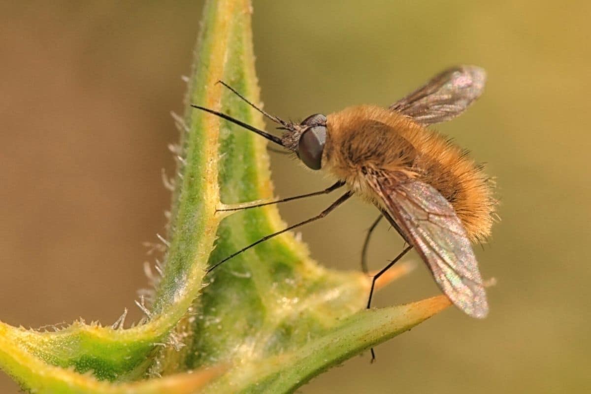 Großer Wollschweber - Bombylius major