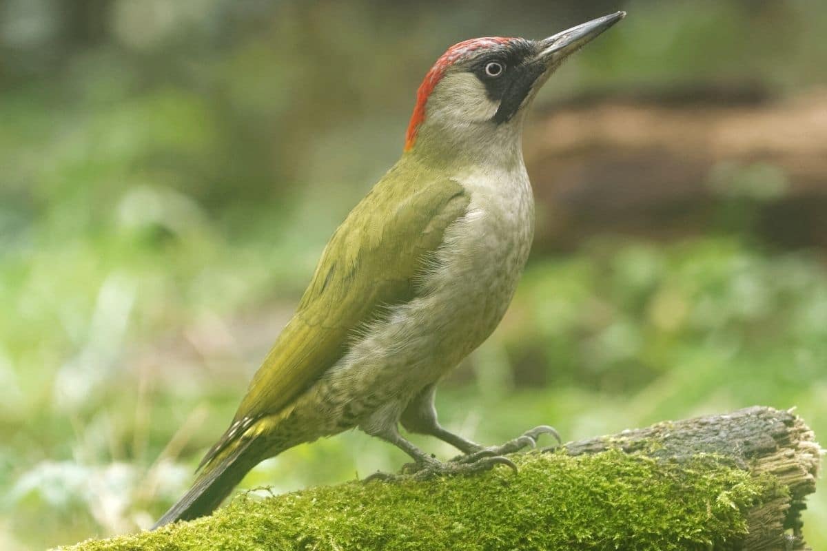 Vogel mit rotem Kopf - Grünspecht