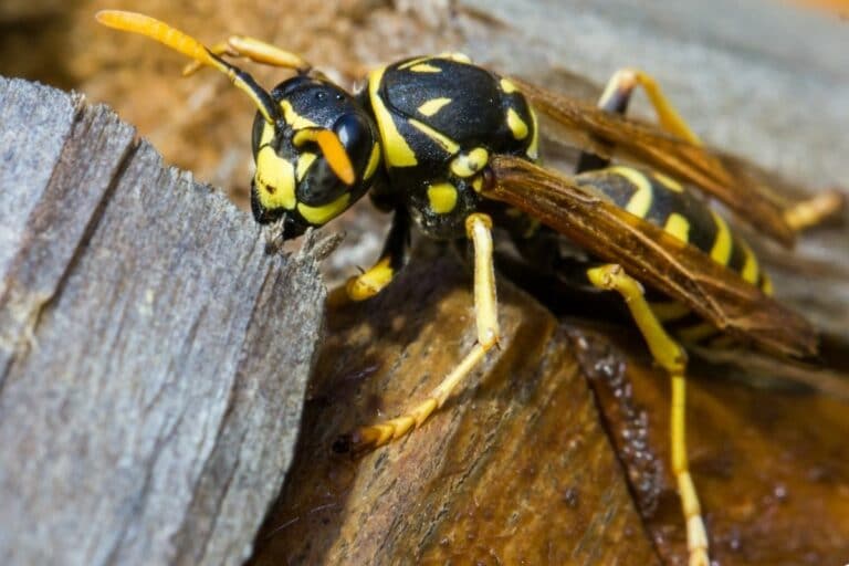 Wespe Verschluckt Ohne Es Zu Merken Übersicht: alle 15 heimischen Wespenarten mit Bild - Gartenrat.de