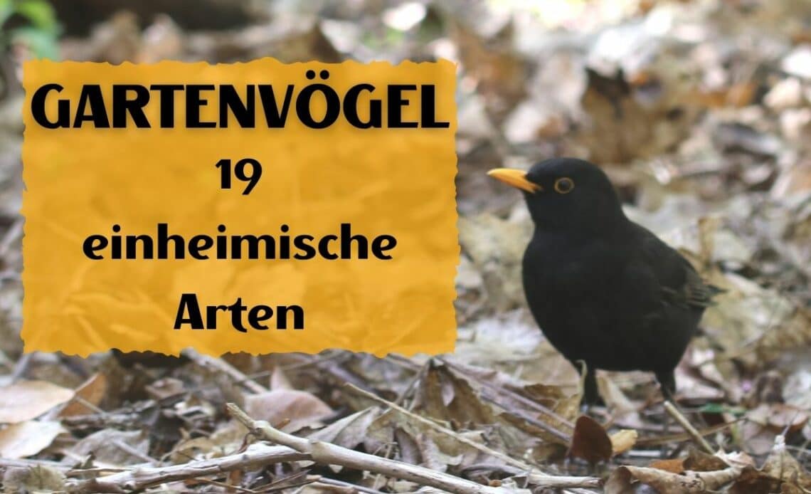 Heimische Gartenvögel - Amsel