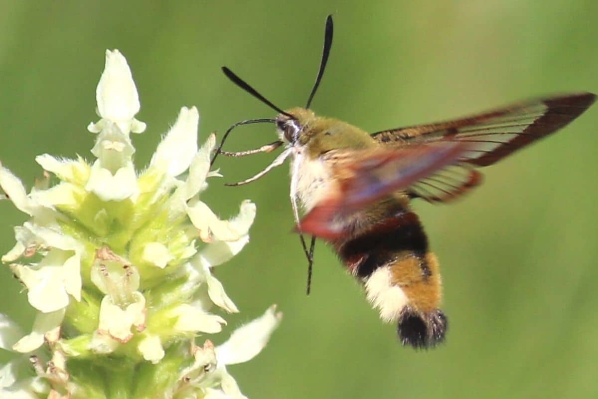 Insekten mit Rüssel - Hummelschwärmer