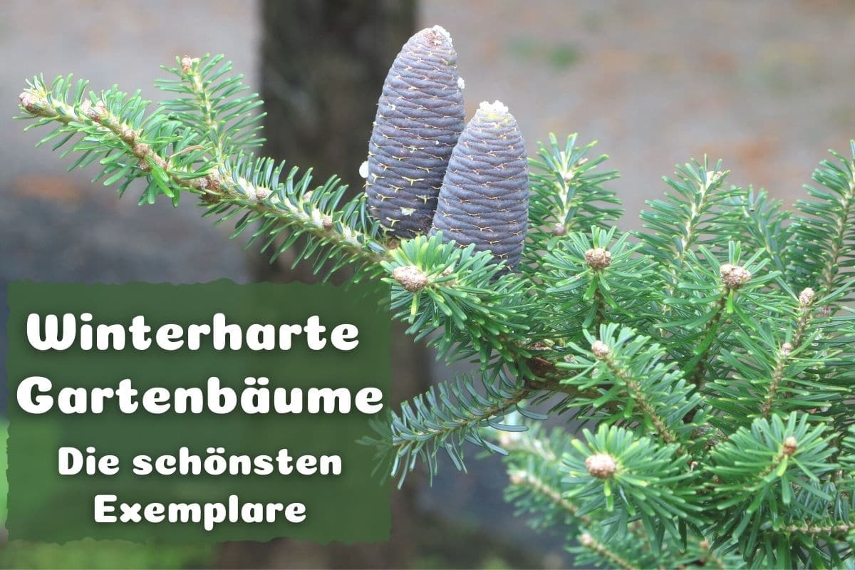 15 immergrüne winterharte Bäume für jeden Garten Gartenrat.de