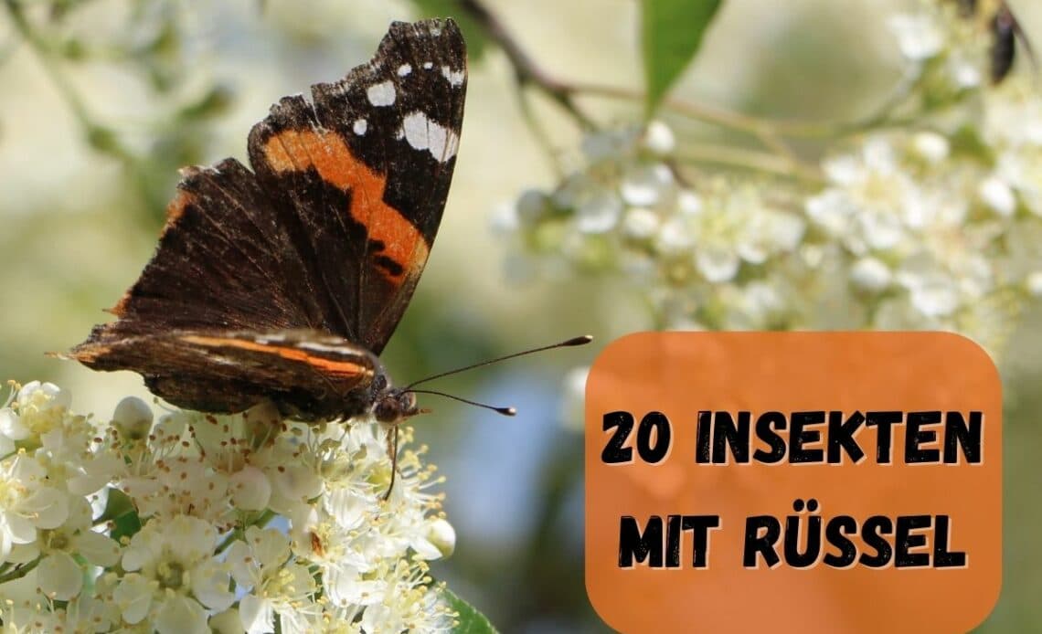 Insekten mit Rüssel