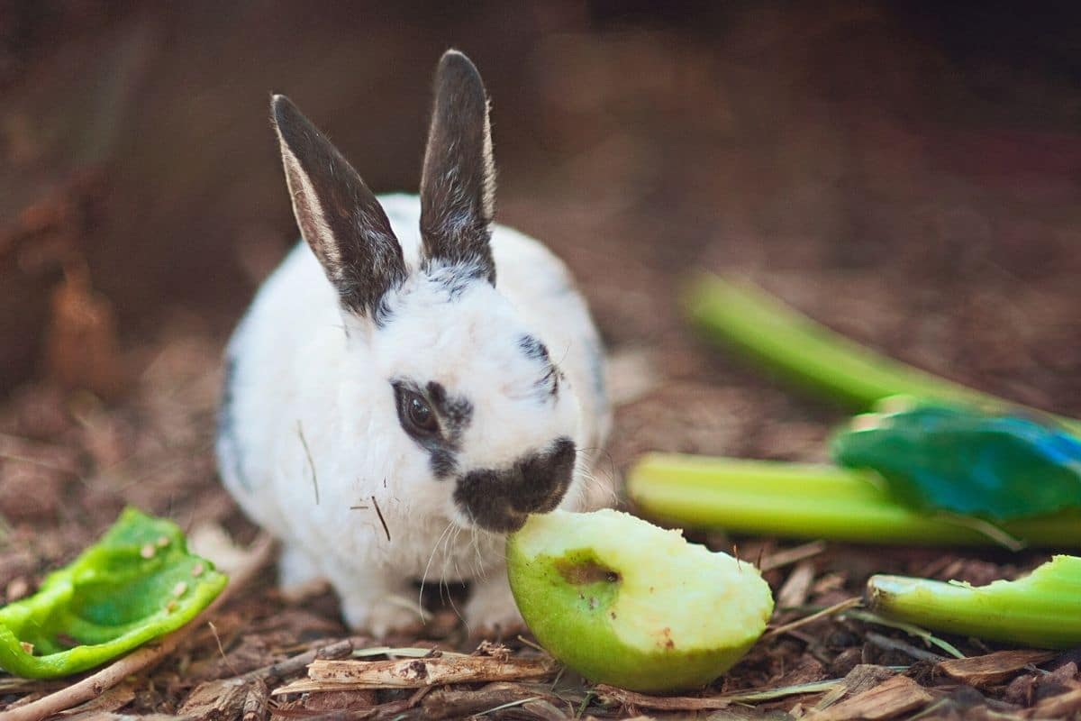 Kaninchen frisst Apfel