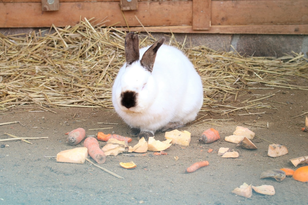 Was essen Kaninchen - Gemüse und Heu