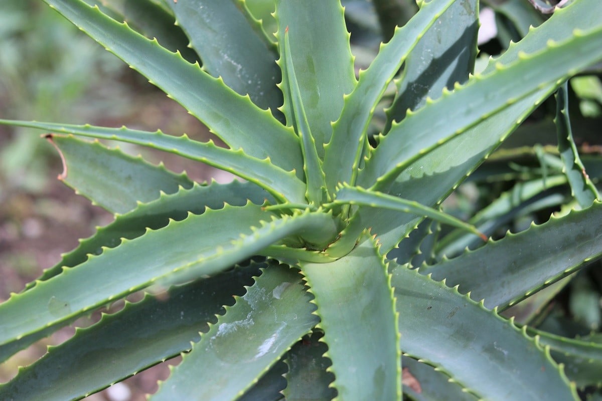 Kap-Aloe - Aloe ferox