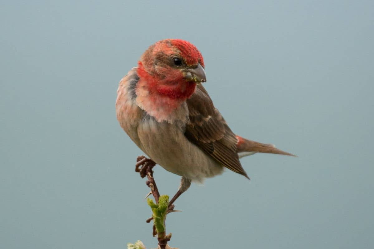 Karmingimpel - Carpodacus erythrinus