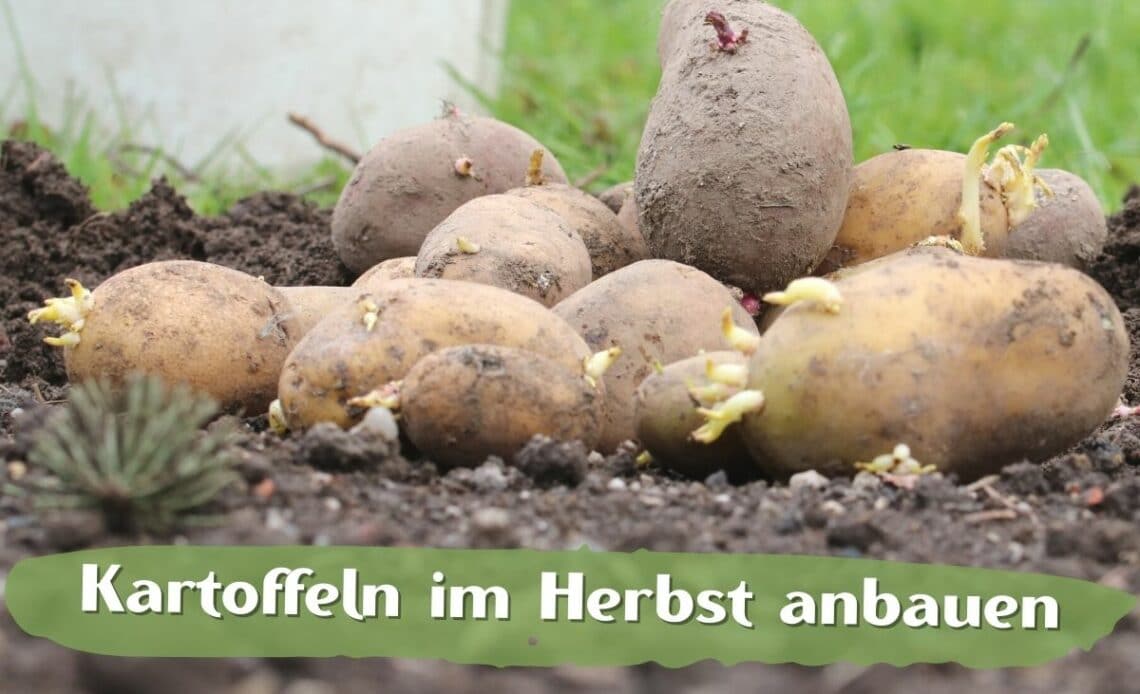 Kartoffeln im Beet