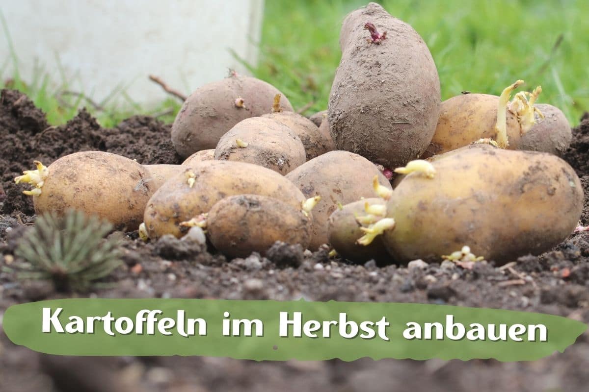 Kartoffeln im September pflanzen HerbstAnbau Gartenrat.de