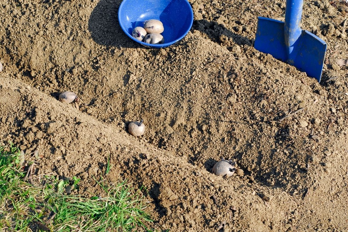 Kartoffeln im Herbst pflanzen