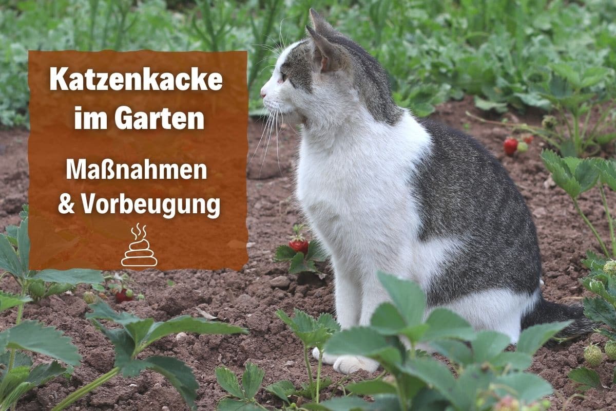 Katzenkacke im Garten