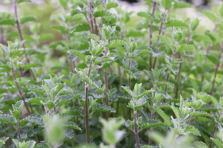 Katzenkacke was tun gegen Katzenkot im Garten? Gartenrat.de