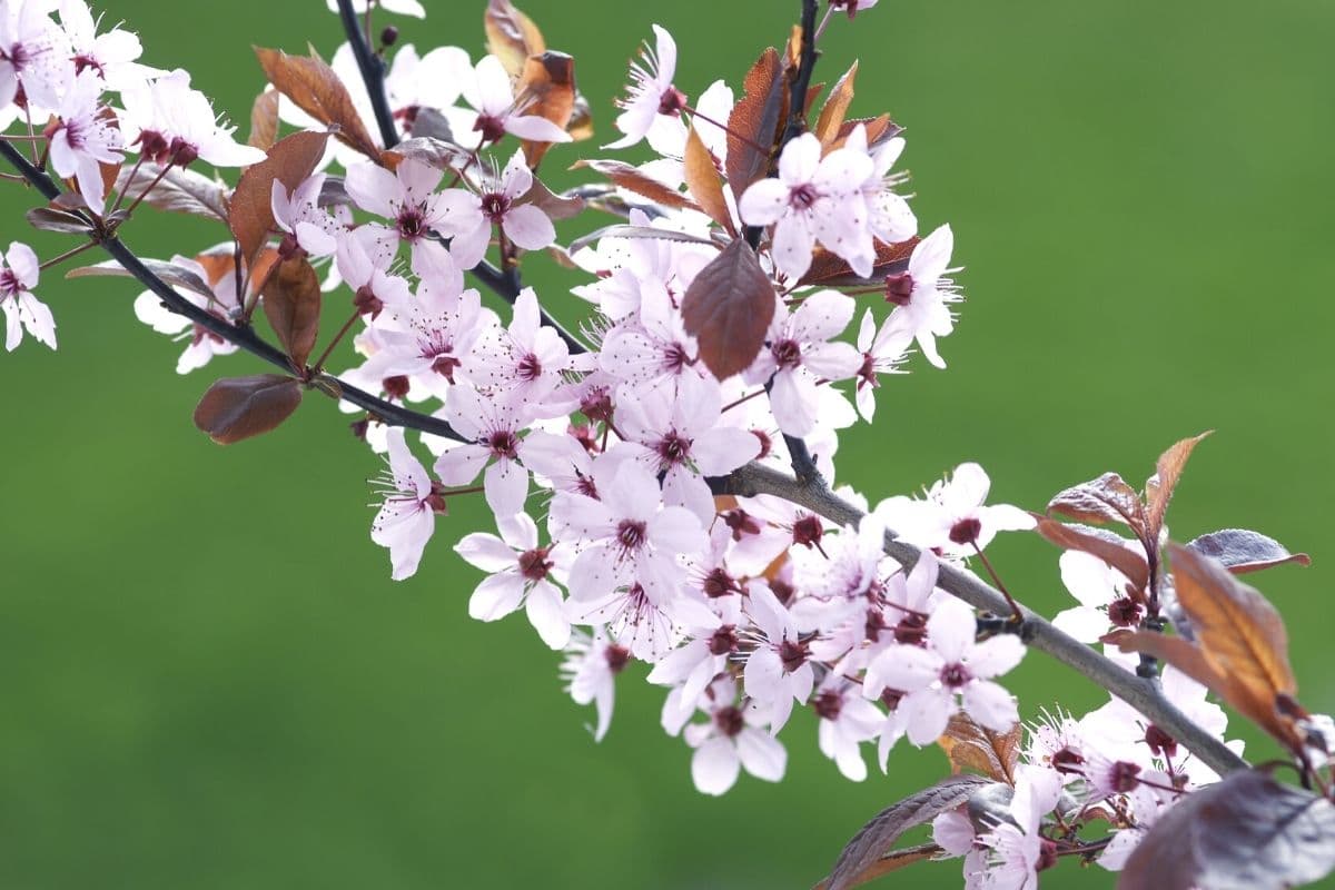 Baum mit weißen Blüten - Kirschpflaume