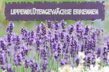 Was sind Lippenblütler? 11 Merkmale & Beispiele Gartenrat.de