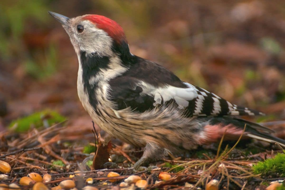 Mittelspecht - Leiopicus medius