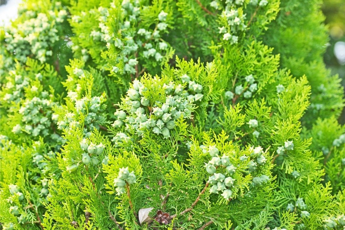 Immergrüne winterharte Bäume - Thuja orientalis