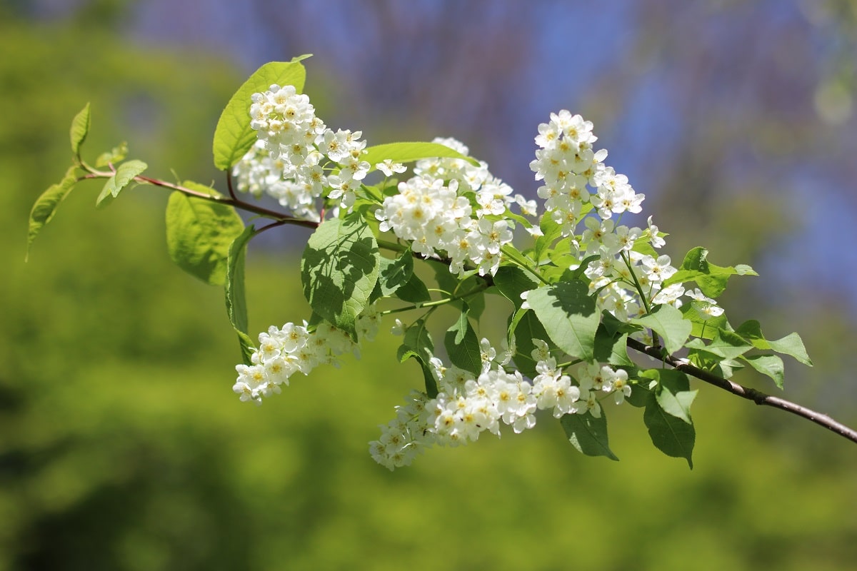 Traubenkirsche - Prunus padus