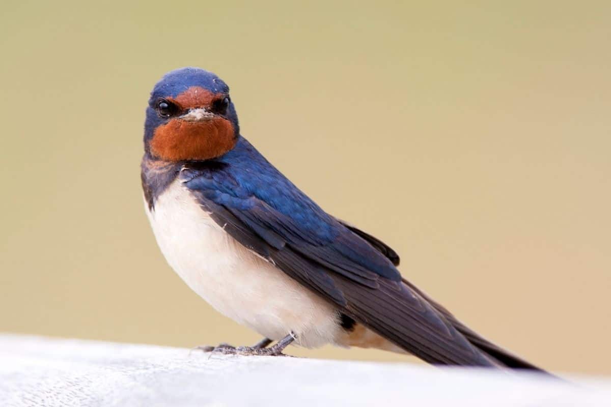 Vögel, die nachts singen - Rauchschwalbe (Hirundo rustica)