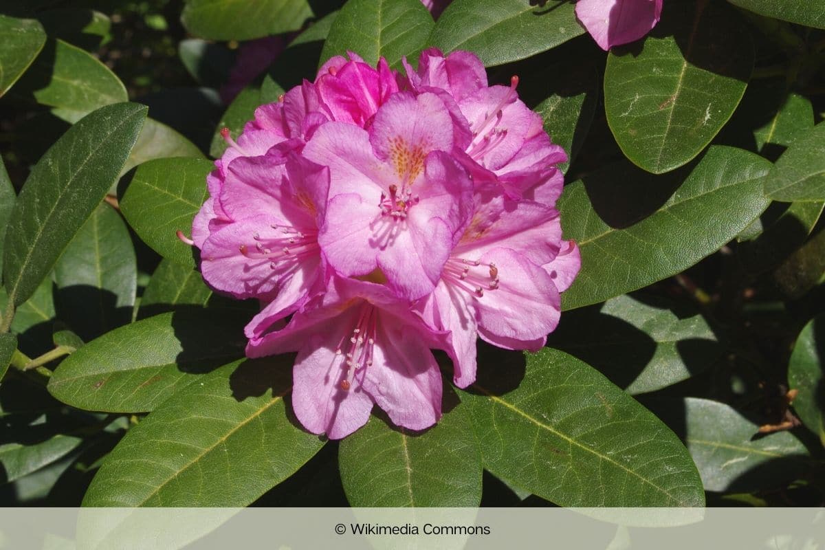 Immergrüne winterharte Bäume - Rhododendron insigne