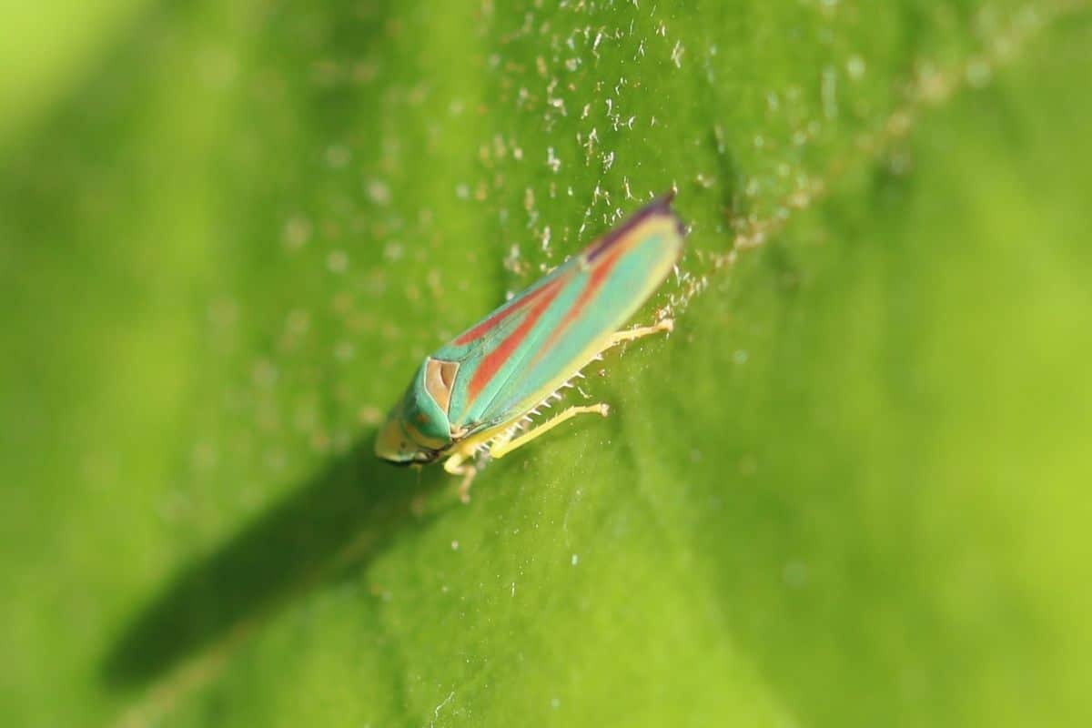 Insekten mit Rüssel - Zikaden