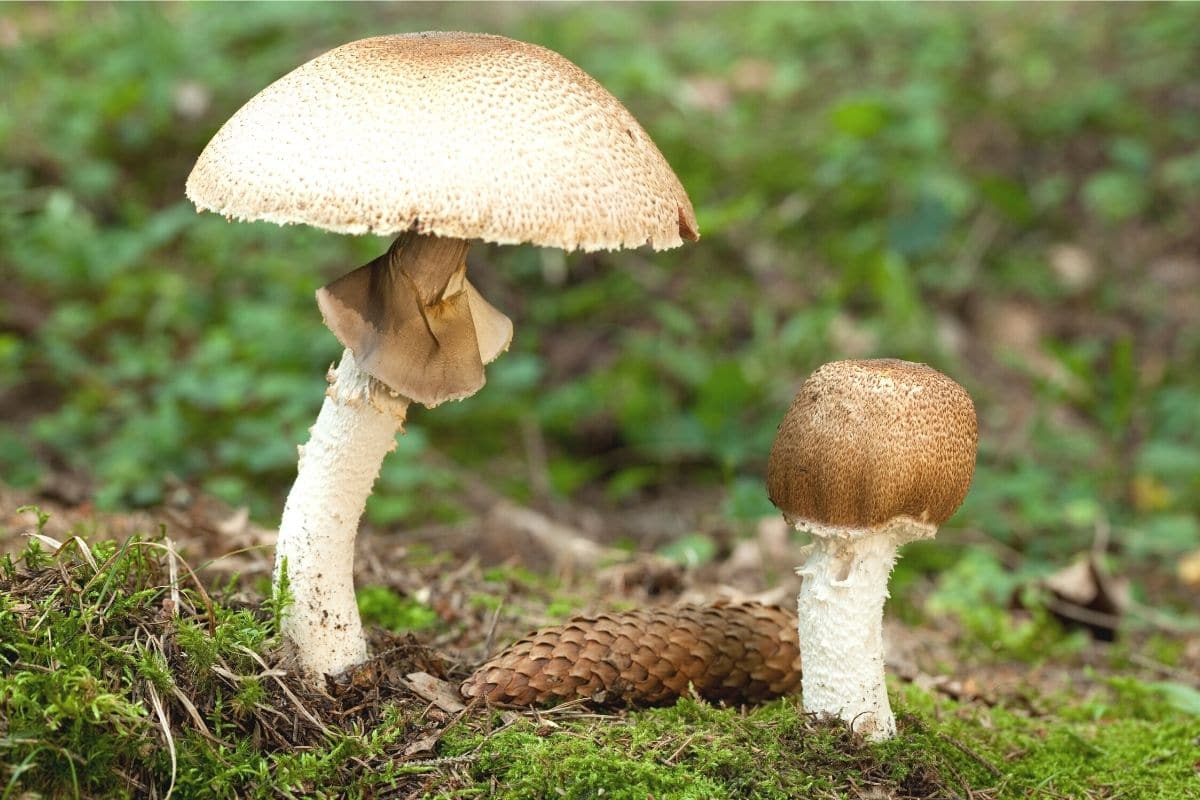 Riesen-Champignon - Agaricus augustus