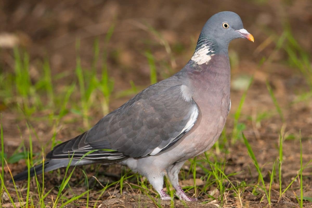 Ringeltaube - Columba palumbus