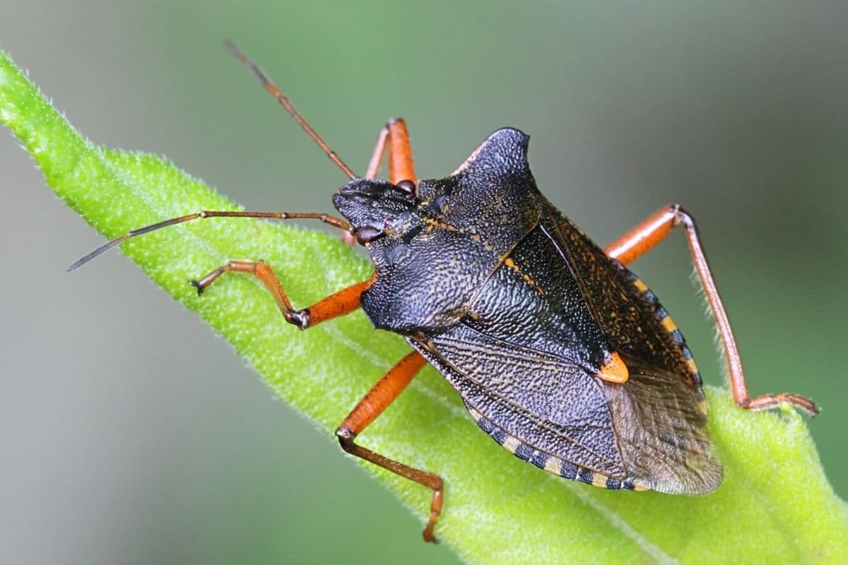 Rotbeinige Baumwanze - Pentatoma rufipes