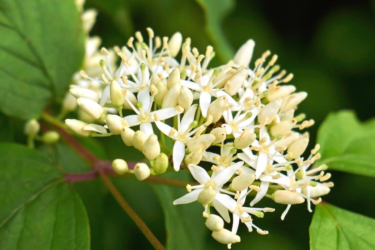 Roter Hartriegel - Cornus sanguinea