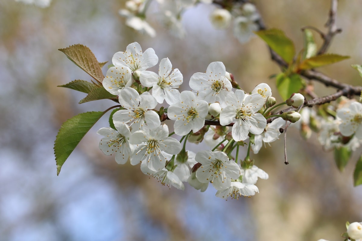 Sauerkirsche - Prunus cerasus