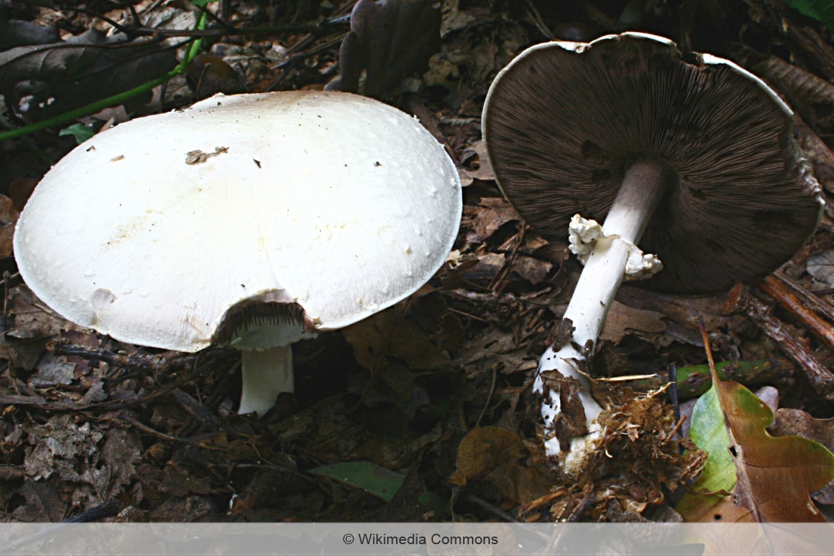 Schiefknolliger Anis-Champignon - Agaricus essettei