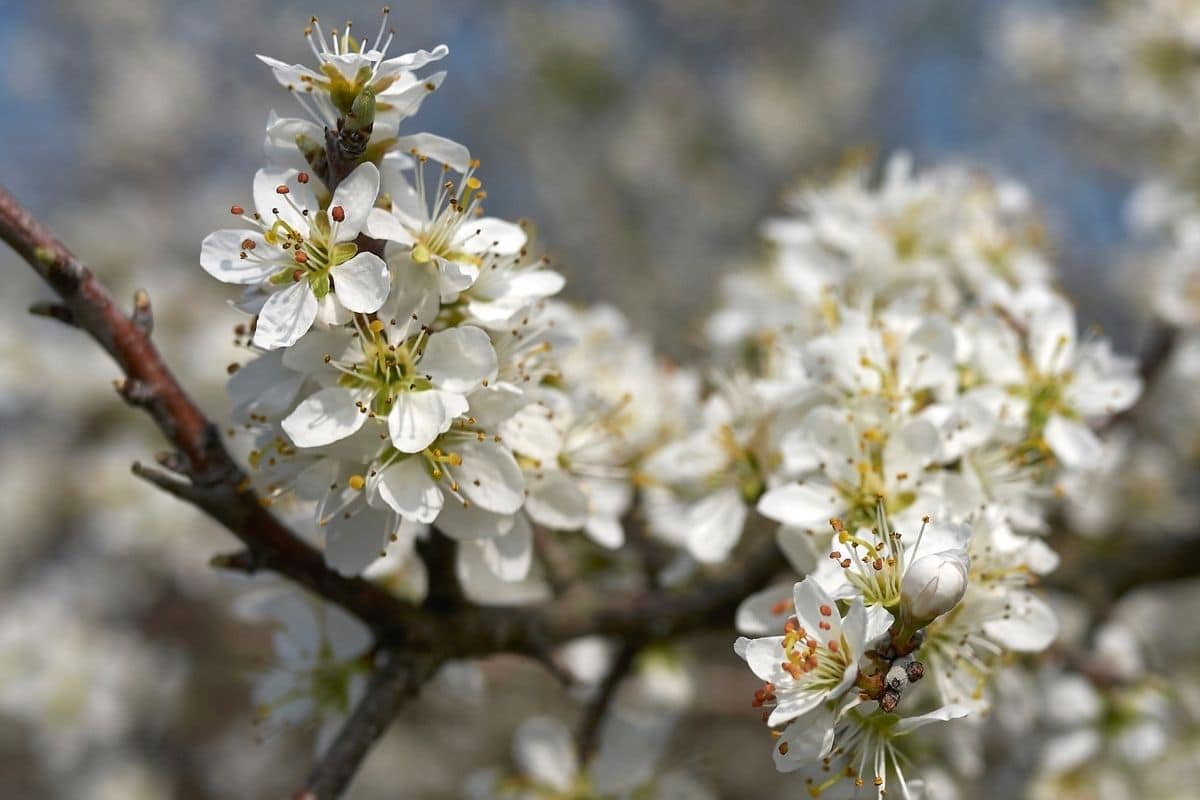 Schlehe - Prunus spinosa