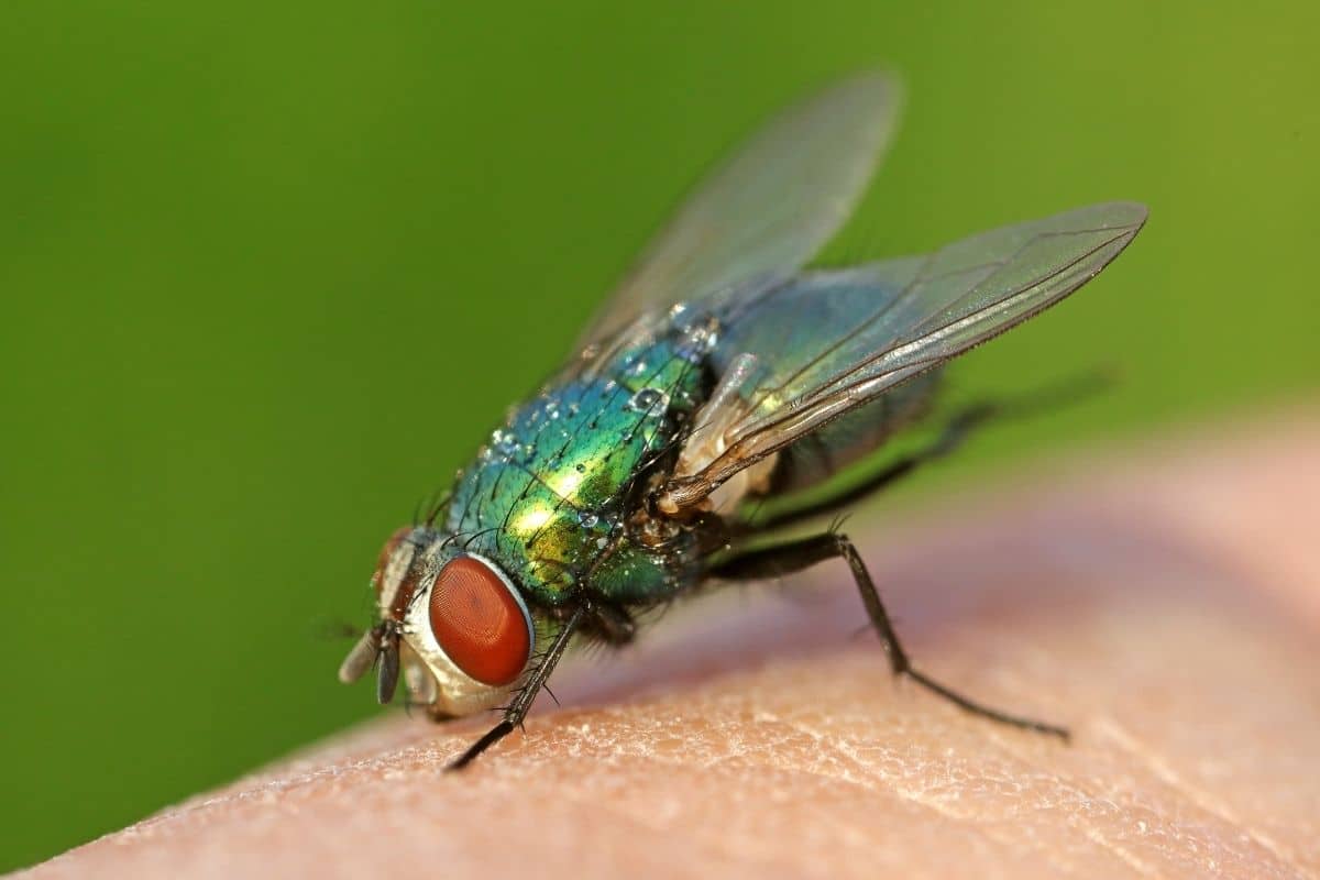 Insekten mit Rüssel - Schmeißfliege