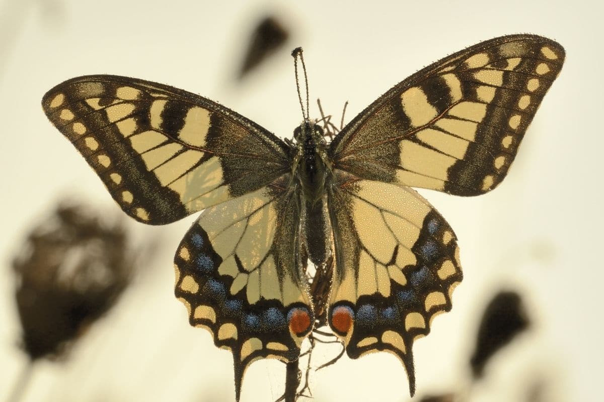 Schwalbenschwanz - Papilio machaon