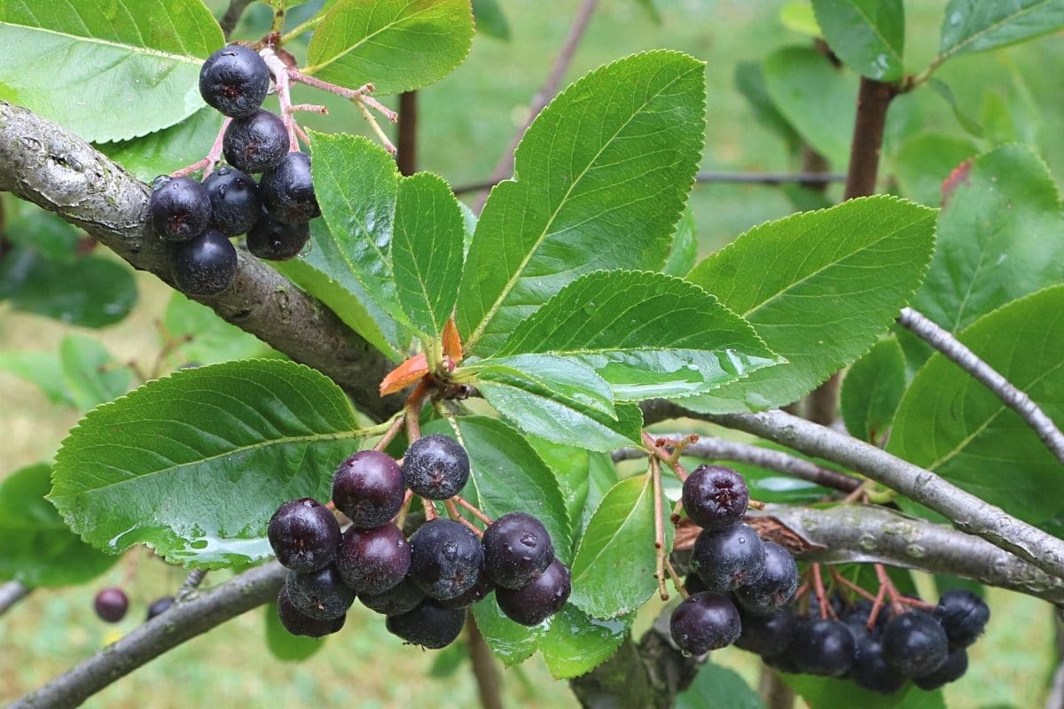 Aronia-Sorten - Schwarze Apfelbeere