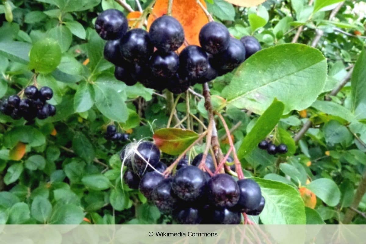 Schwarze Apfelbeere - Aronia melanocarpa 'Rubina'