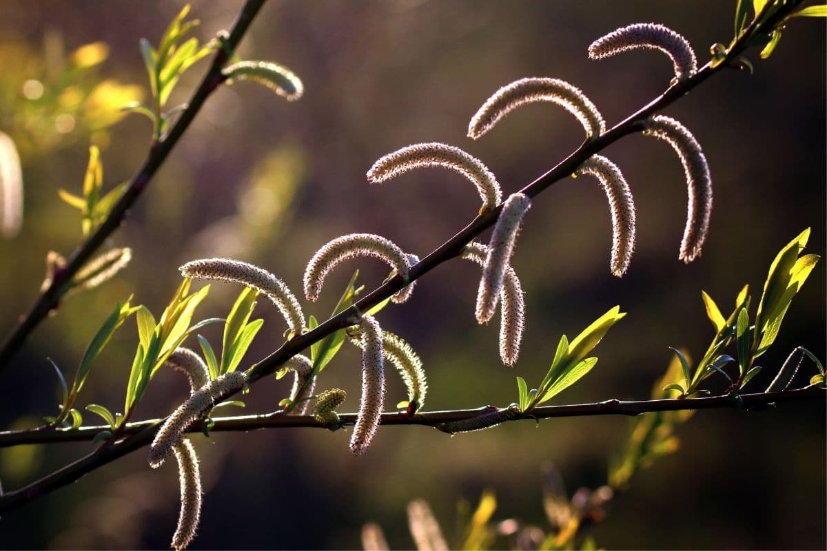 Silber-Weide - Salix alba