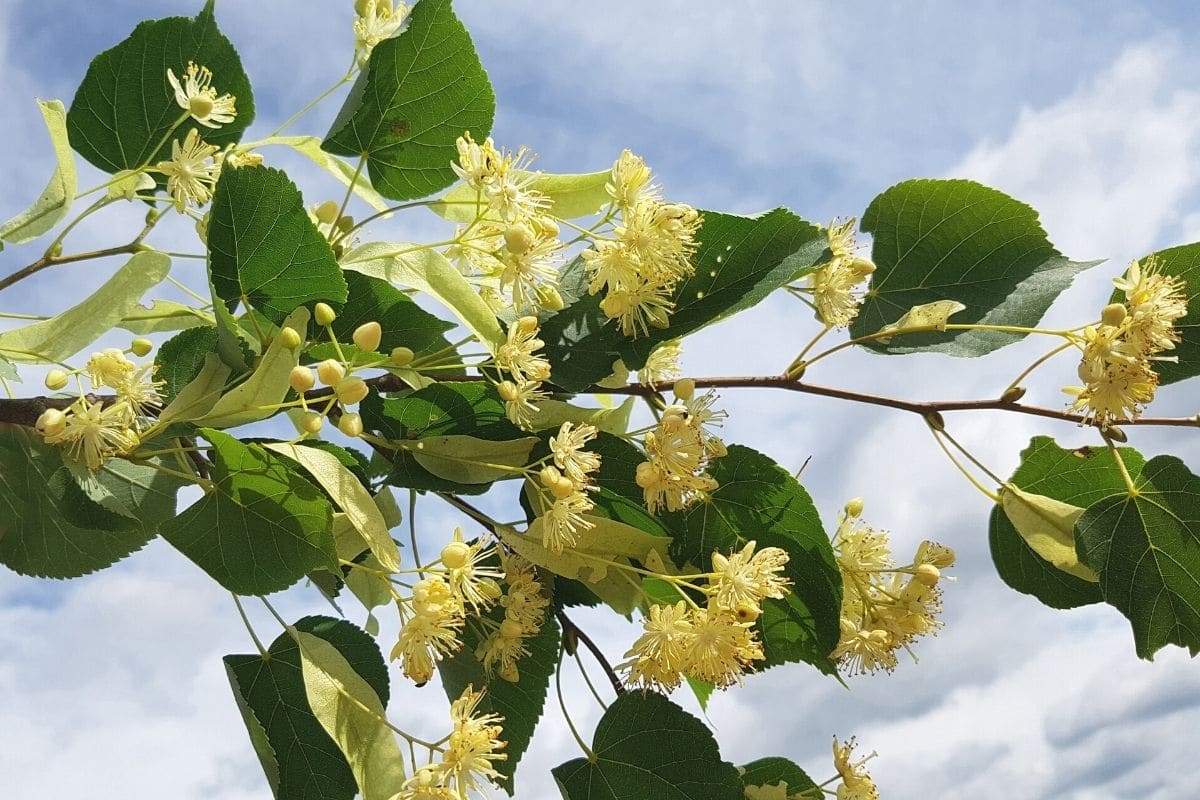 Sommerlinde - Tilia platyphyllos