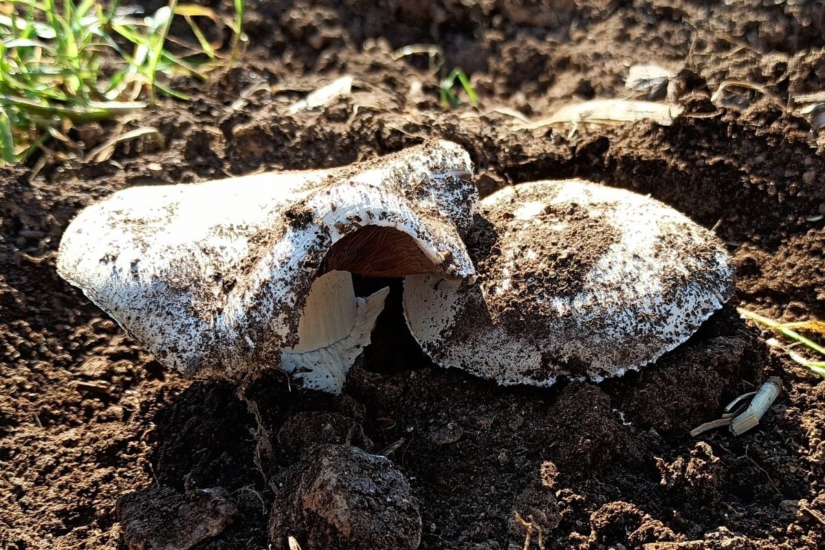 Stadt-Champignon - Agaricus bitorquis