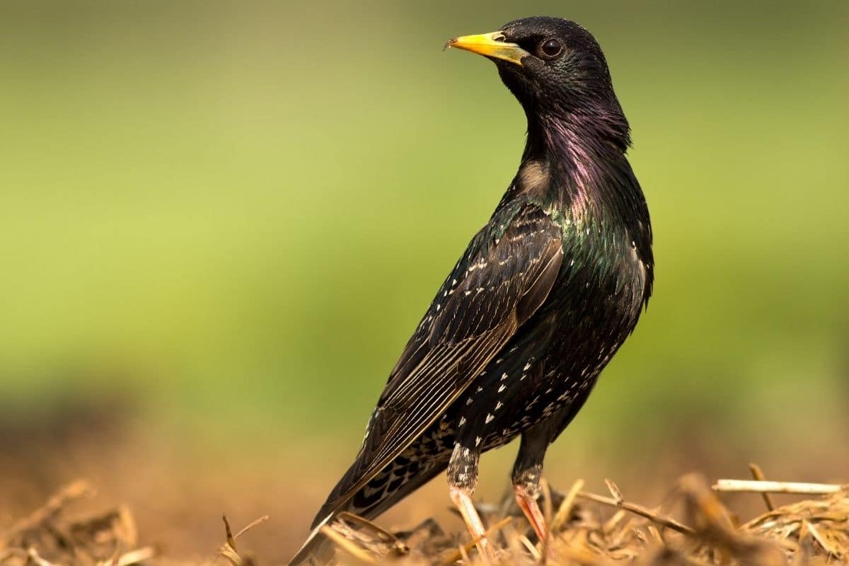 Star - Sturnus vulgaris