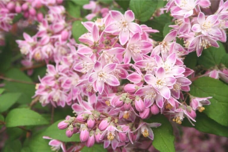 20 ideale blühende Sträucher als Sichtschutz Gartenrat.de