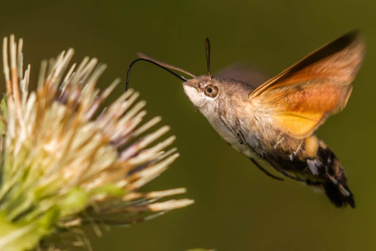 Insekten mit Rüssel - Taubenschwänzchen