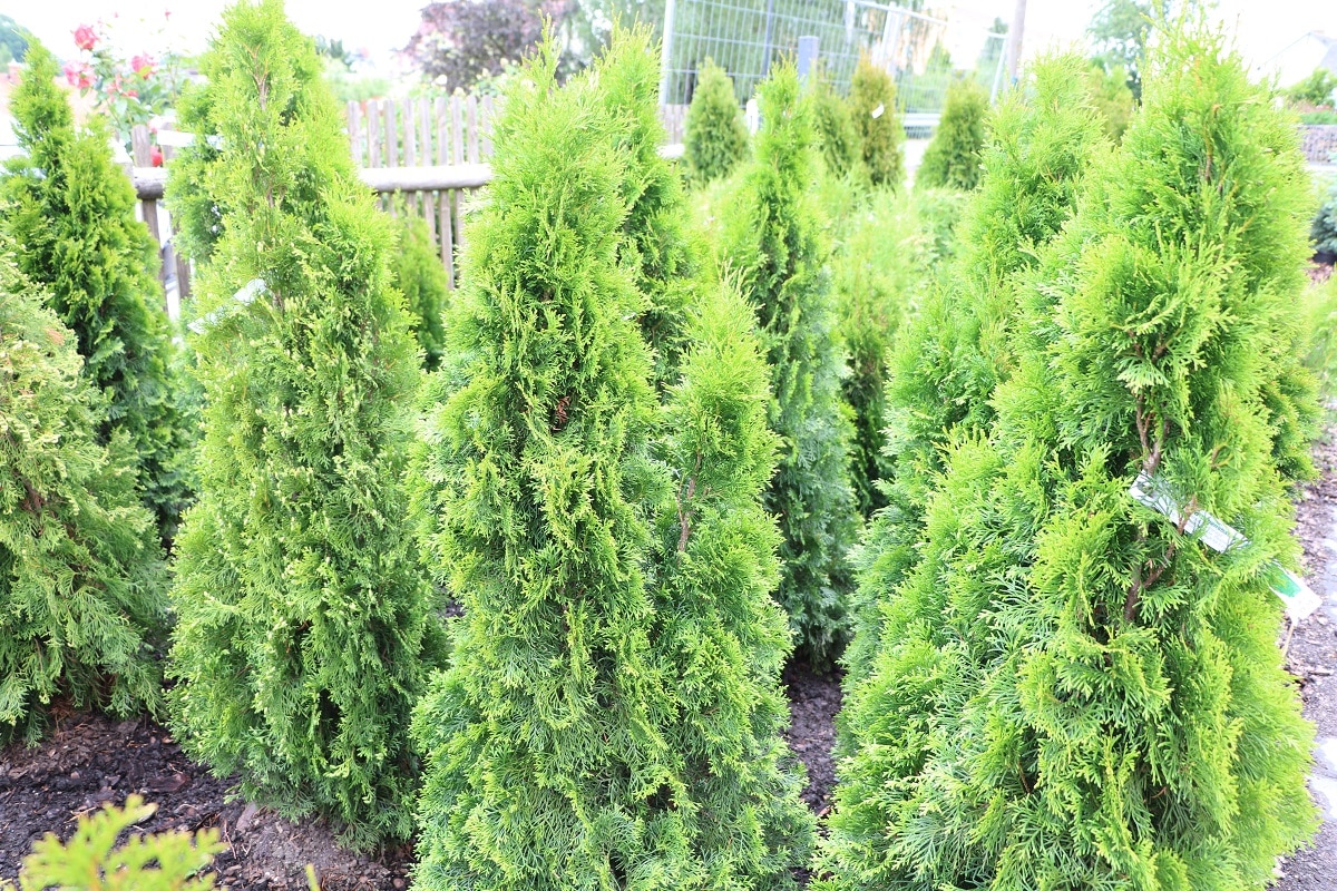 Abendländischer Lebensbaum - Thuja occidentalis