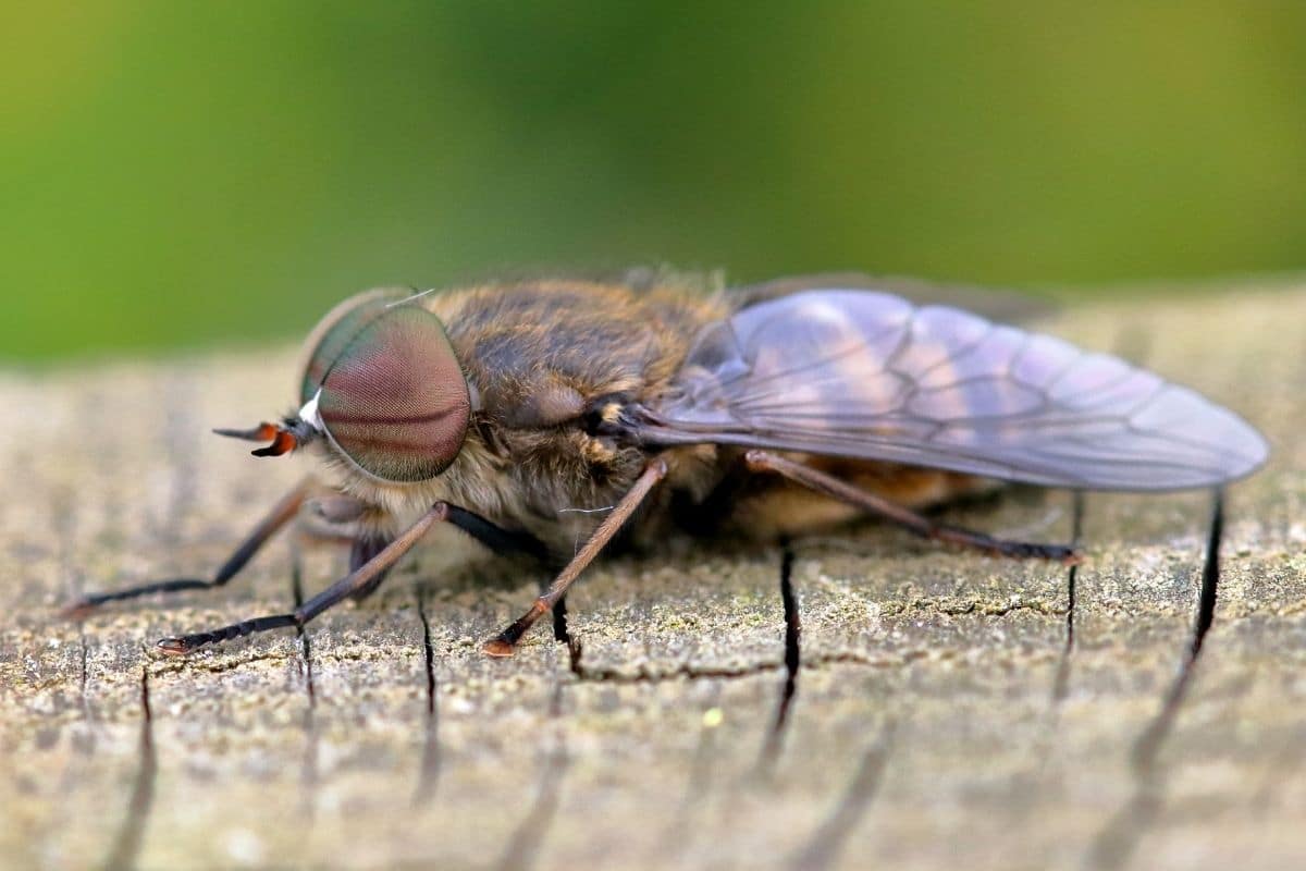 Insekten mit Rüssel - Viehbremse