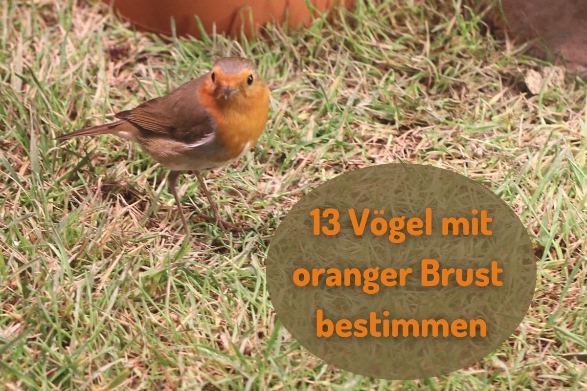 kleine vögel mit rotem bauch