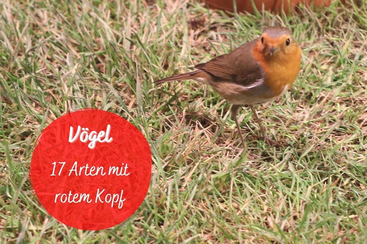 Vögel mit rotem Kopf - Rotkehlchen