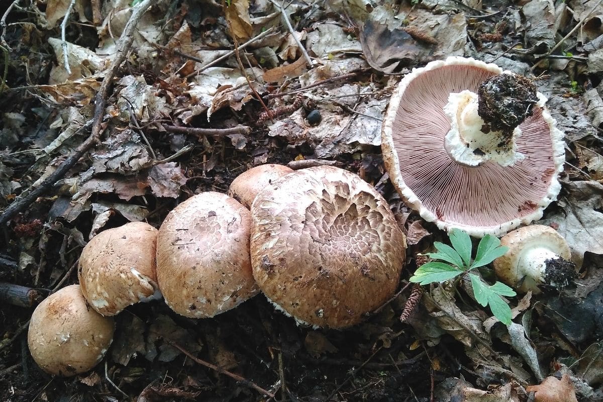 Wald-Champignon - Agaricus silvaticus