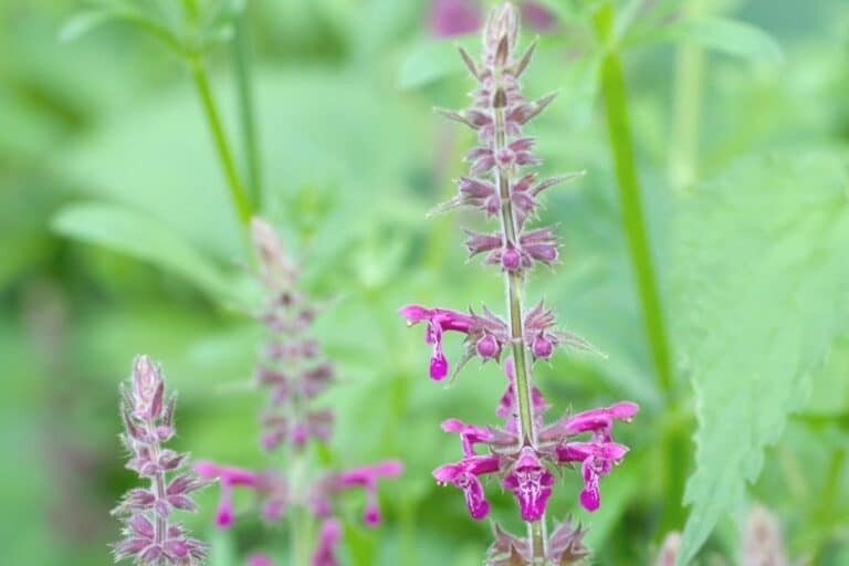 Was sind Lippenblütler? 11 Merkmale & Beispiele Gartenrat.de