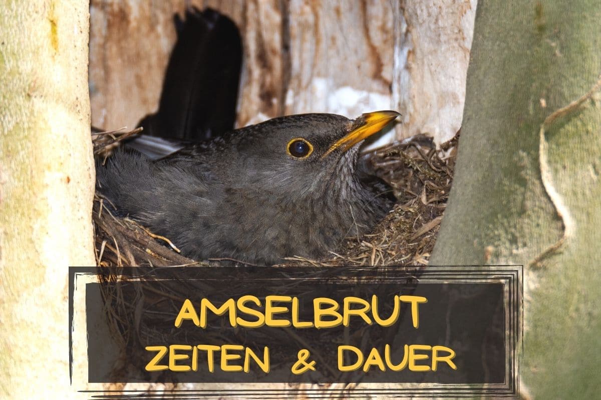 Wann brüten Amseln