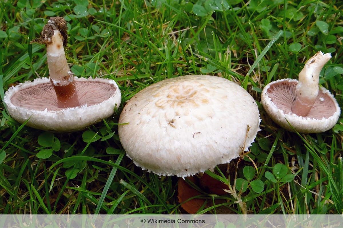 Weinrötlicher Zwerg-Champignon - Agaricus semotus