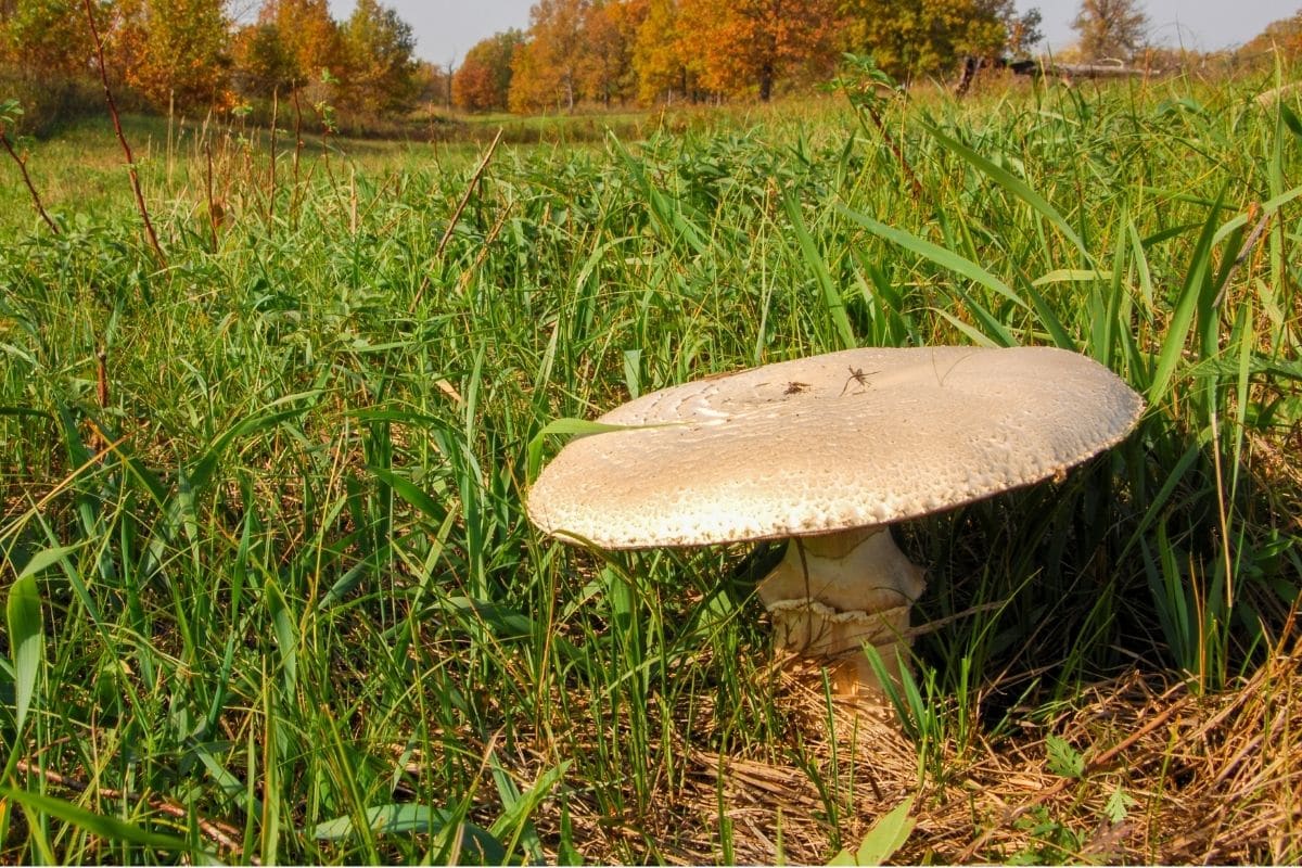 Weißer Anis-Champignon - Agaricus arvensis